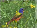 _9SB0183 painted bunting